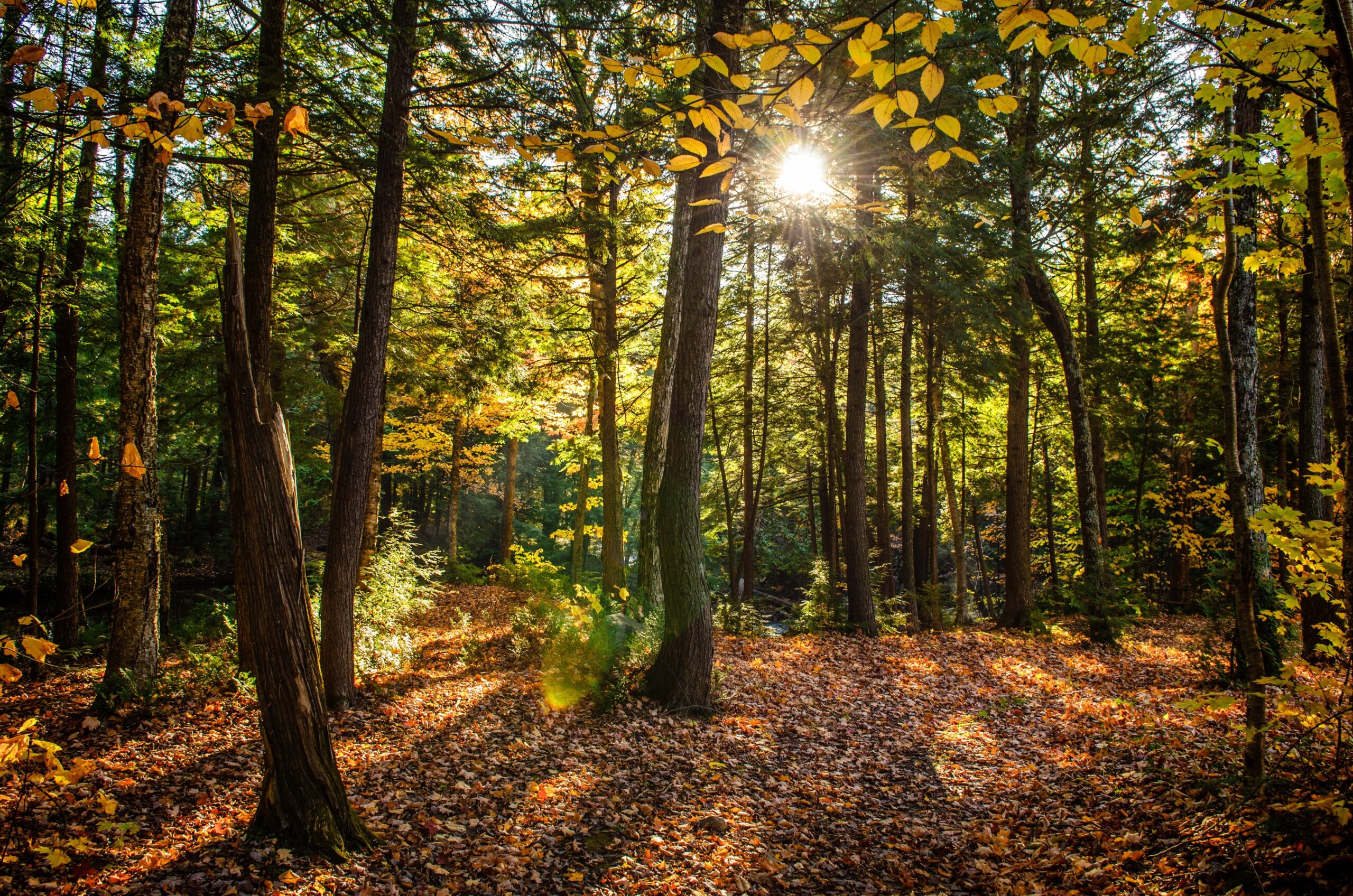 A beautiful shot of a forest with green trees and yellow leaves on the ground on a sunny day