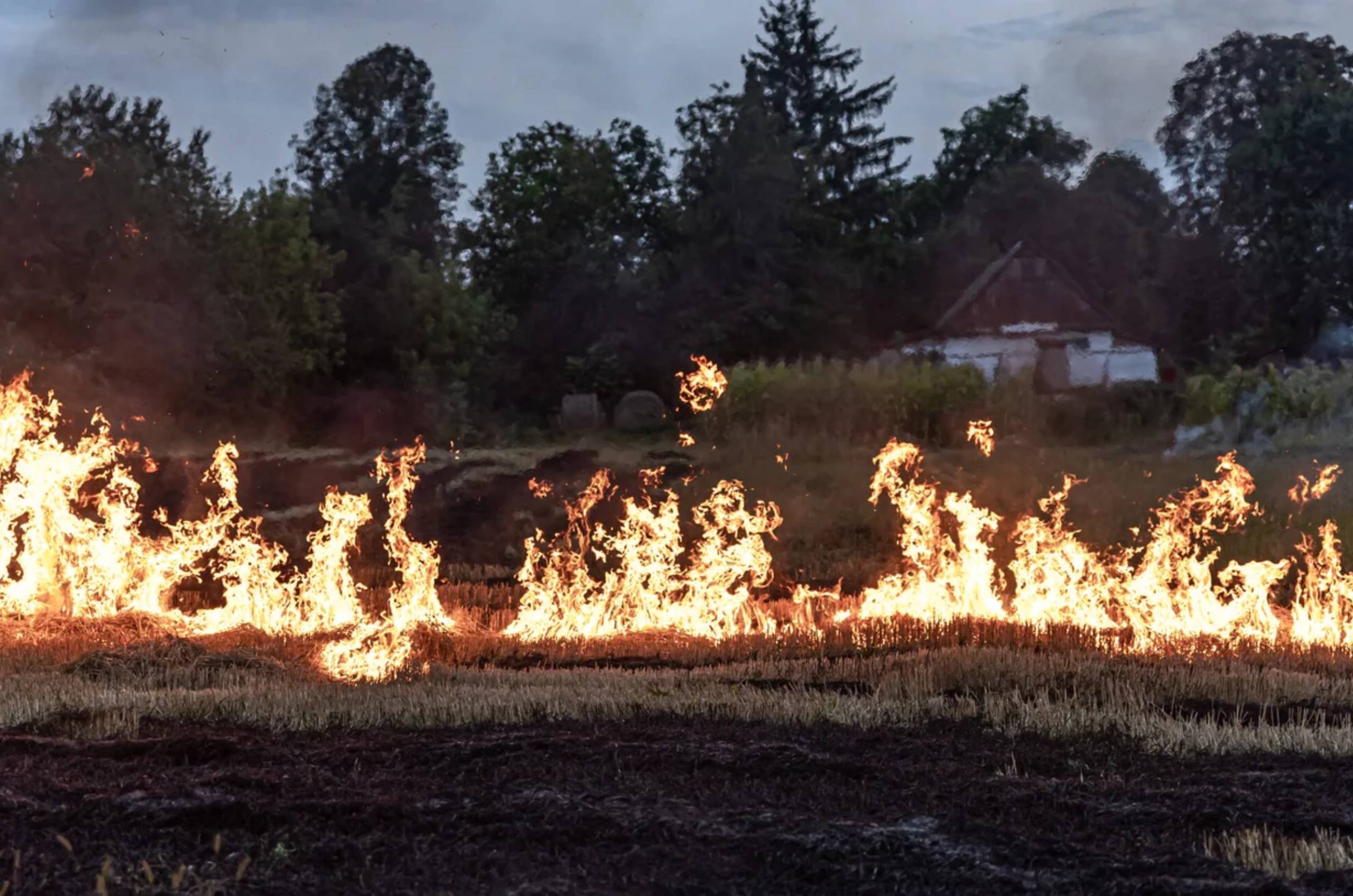 When the Soil Speaks: What Our Latest Data Tells Us About Post-Fire Recovery