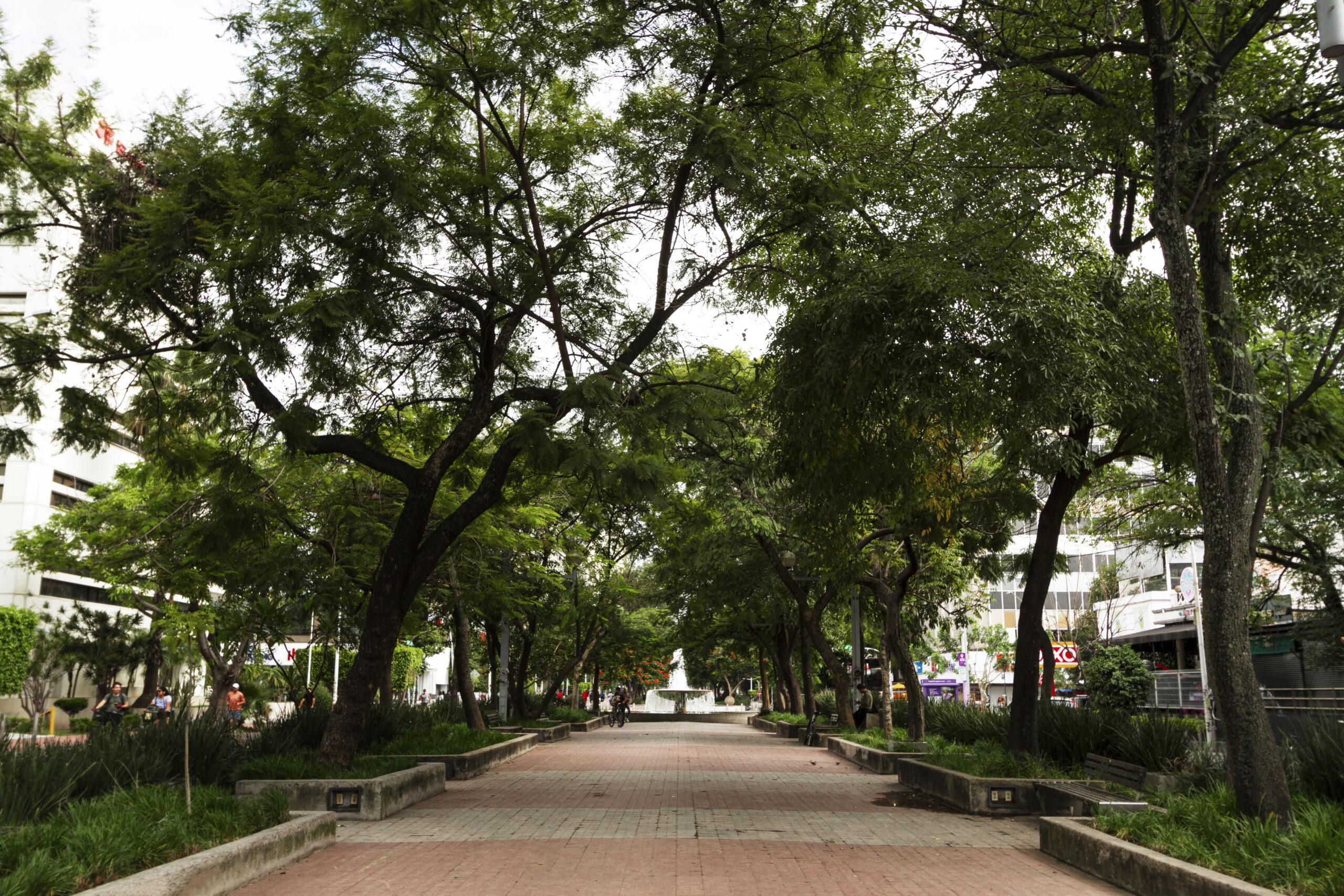 Not Just Carbon: Understanding the Full Value of Urban Trees