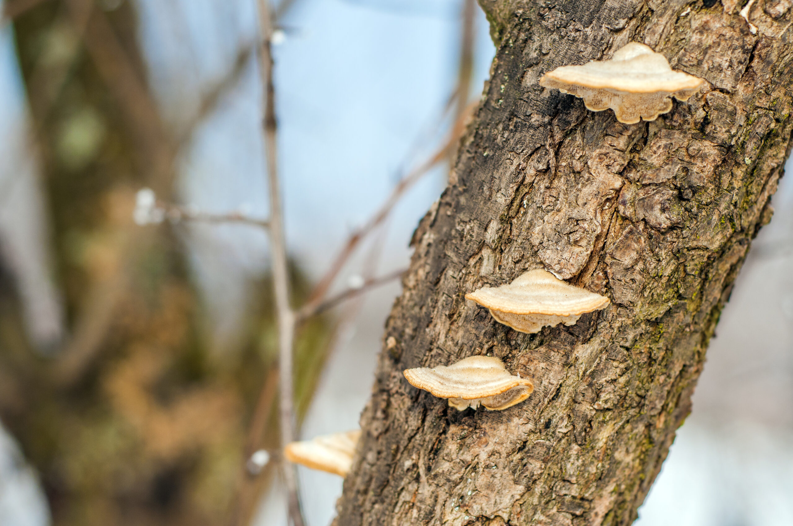 Mushrooms on the tree. A piece of a tree trunk with a wood mushrooms. Beech and fungus on a tree